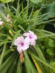 翠芦莉