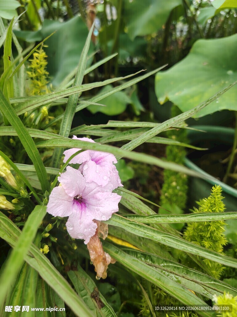 翠芦莉