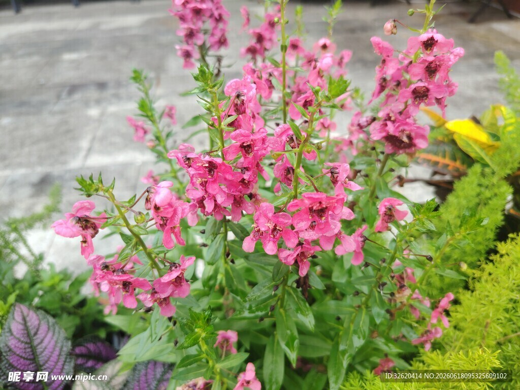 娇艳粉色花卉绽放