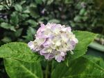 绣球花