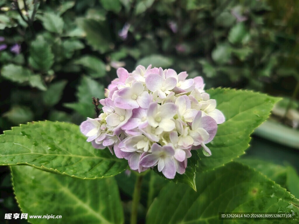 绣球花