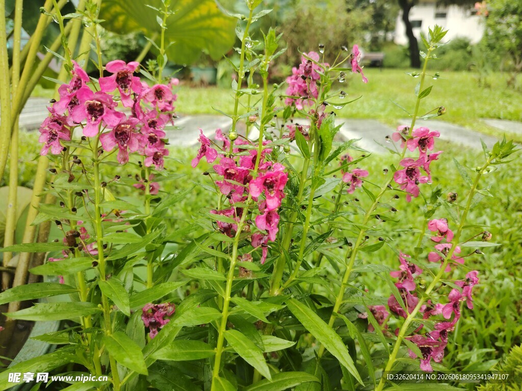 花园中绽放的艳丽粉花