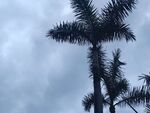 天空下的挺拔棕榈树