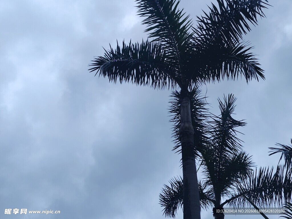 天空下的挺拔棕榈树