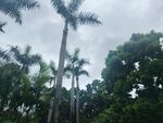 热带高大棕榈树林景观