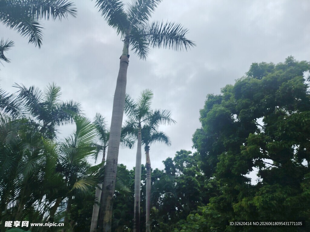 热带高大棕榈树林景观