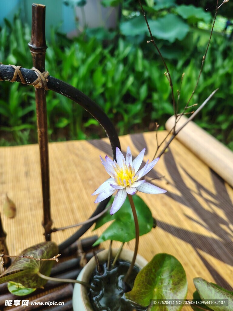 睡莲