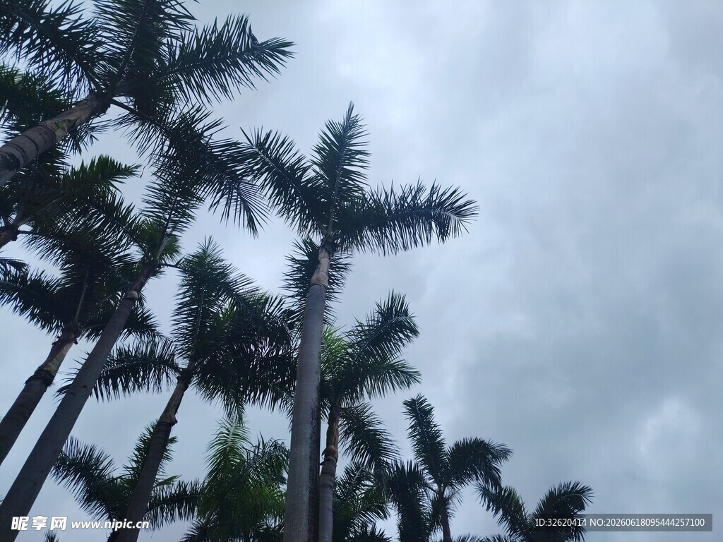阴天里的高大棕榈树
