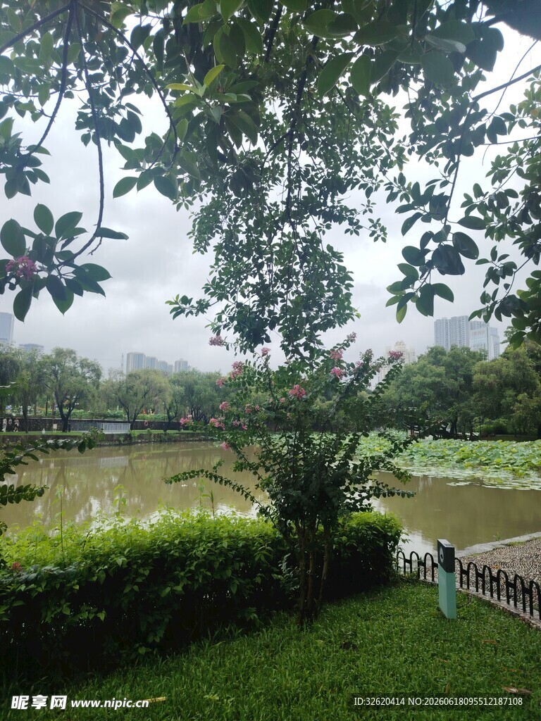 绿意盎然的户外自然景观