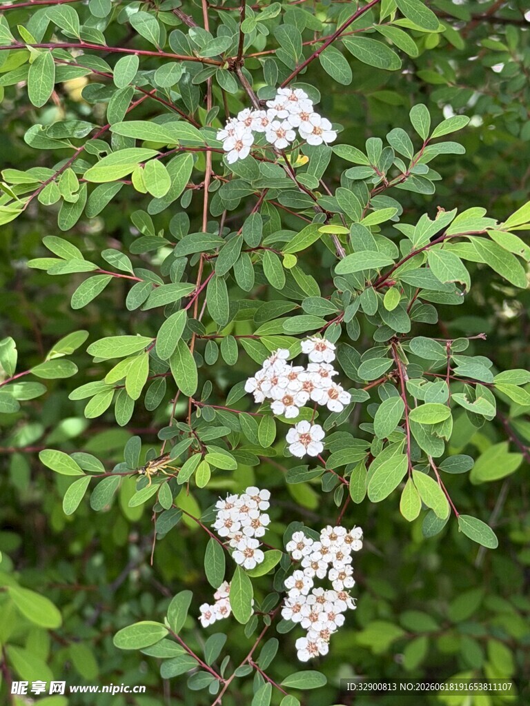 枝头绽放的白色小花