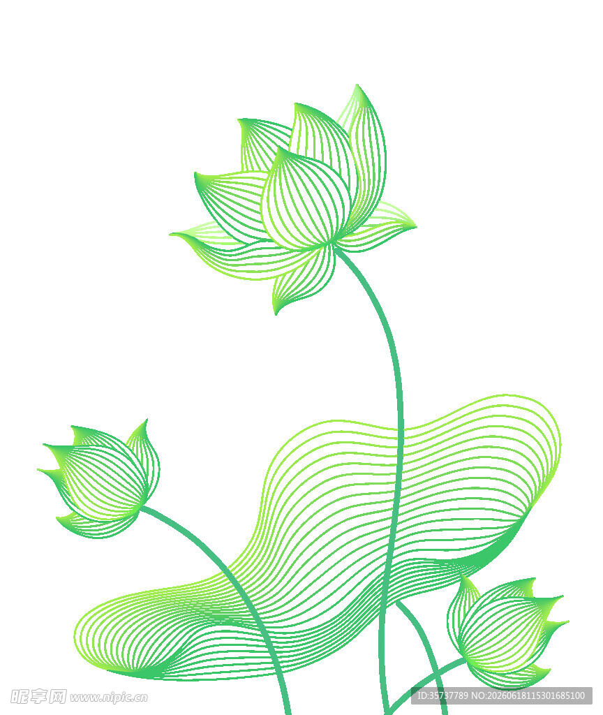 清新线条风绿色荷花插画