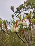 吊钟花 枝头绽放的美丽白色花朵