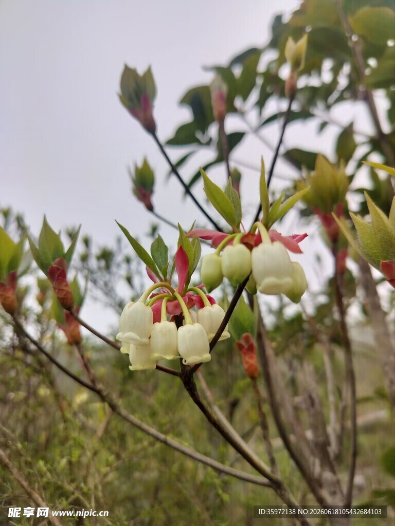 吊钟花 枝头绽放的美丽白色花朵