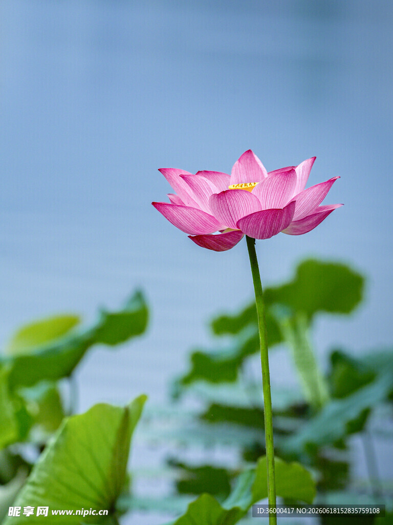 夏日池塘单朵粉色荷花实拍