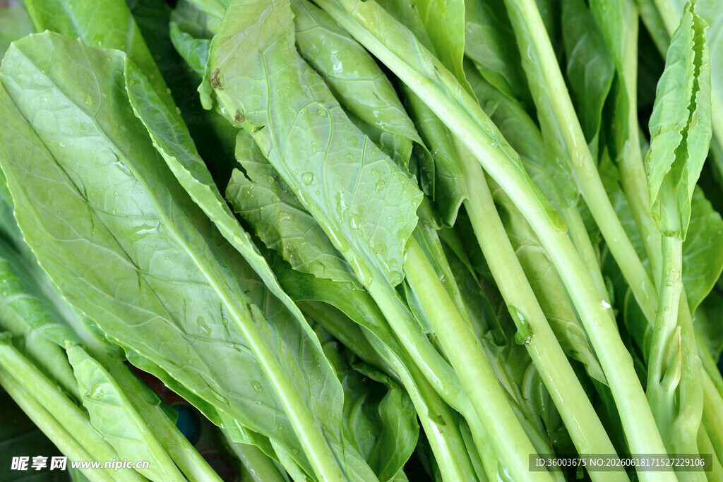 鲜嫩绿叶蔬菜特写