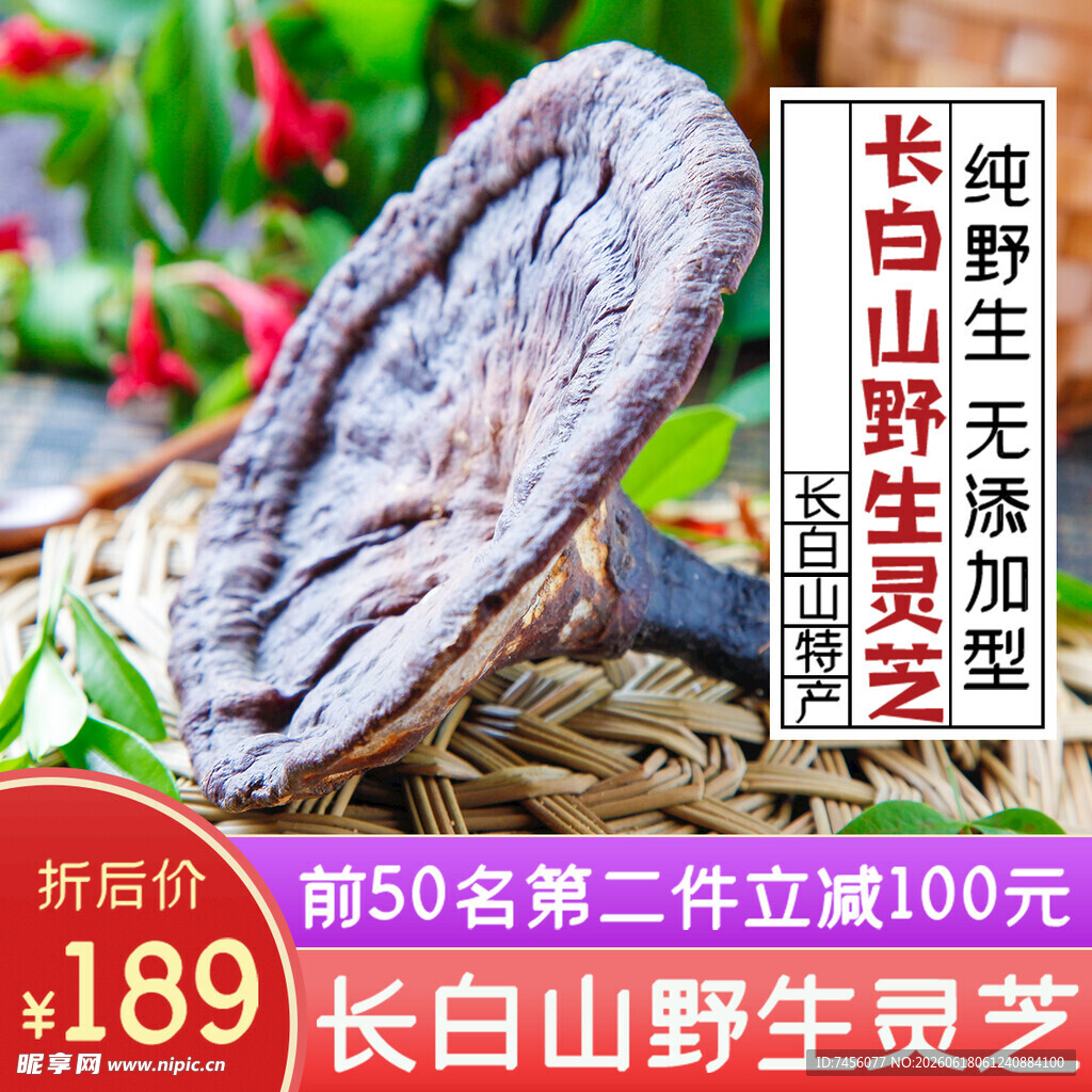 长白山野生灵芝展示