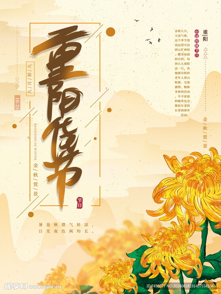 重阳佳节菊花绽放图景