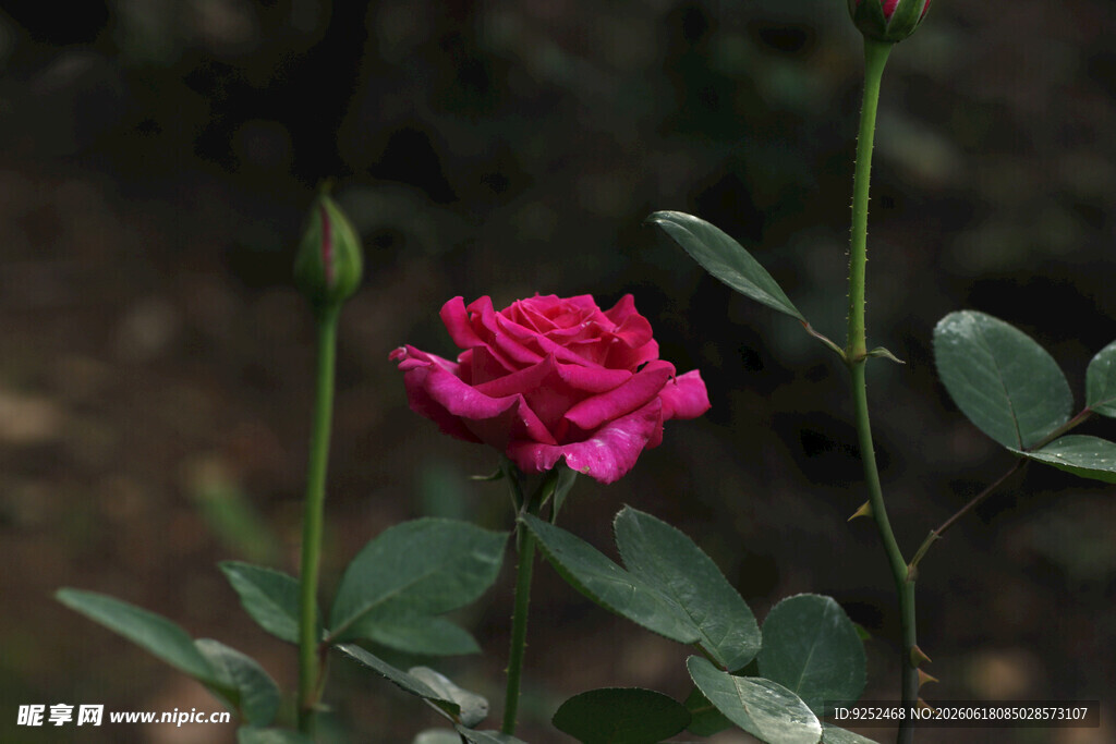 月季花