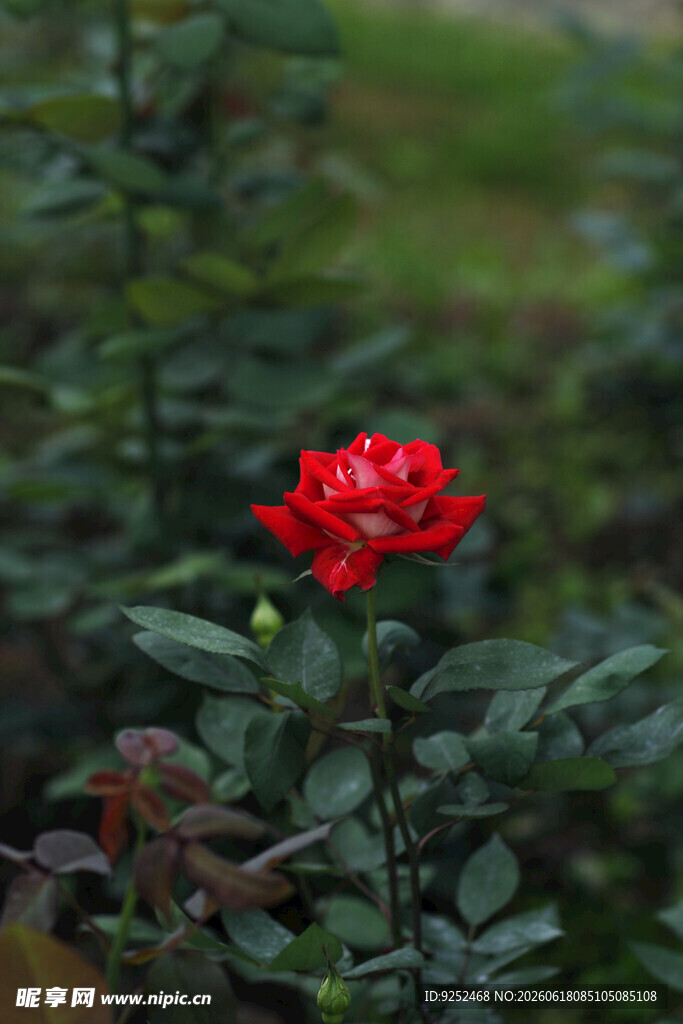  红玫瑰