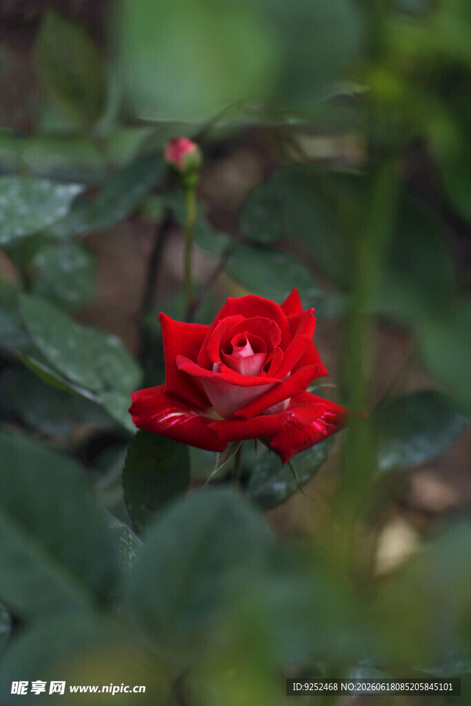  红玫瑰