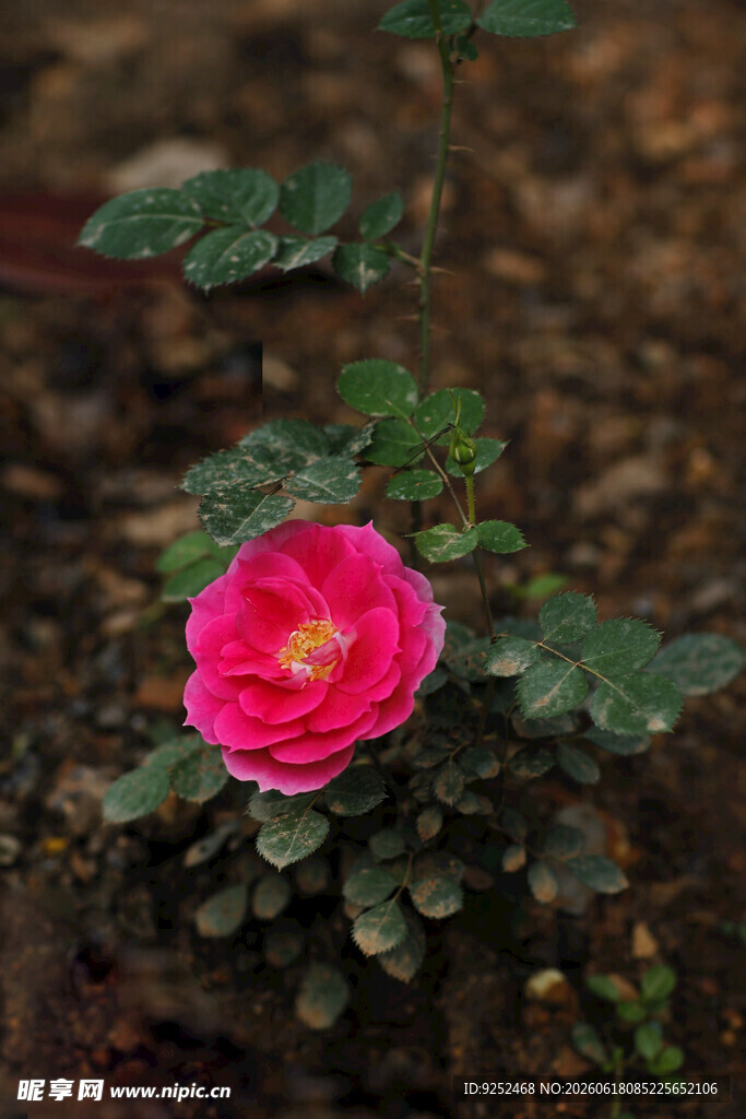 粉色花朵 花瓣