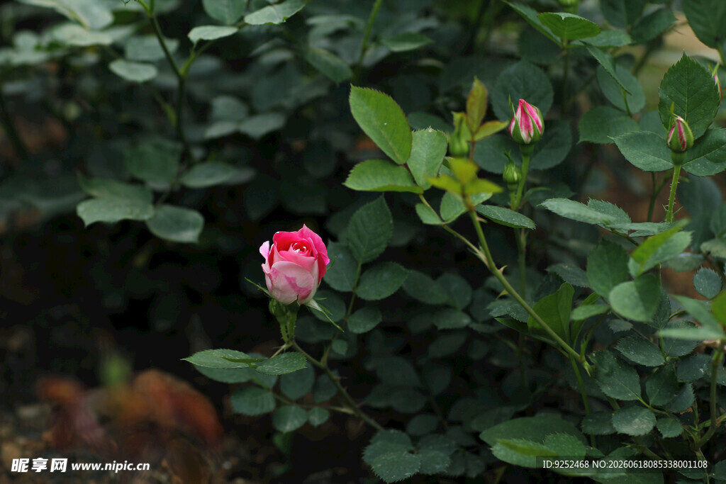 玫瑰 花苞