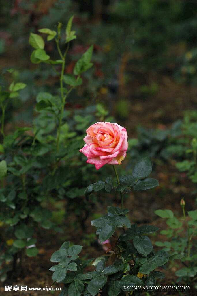 粉色玫瑰