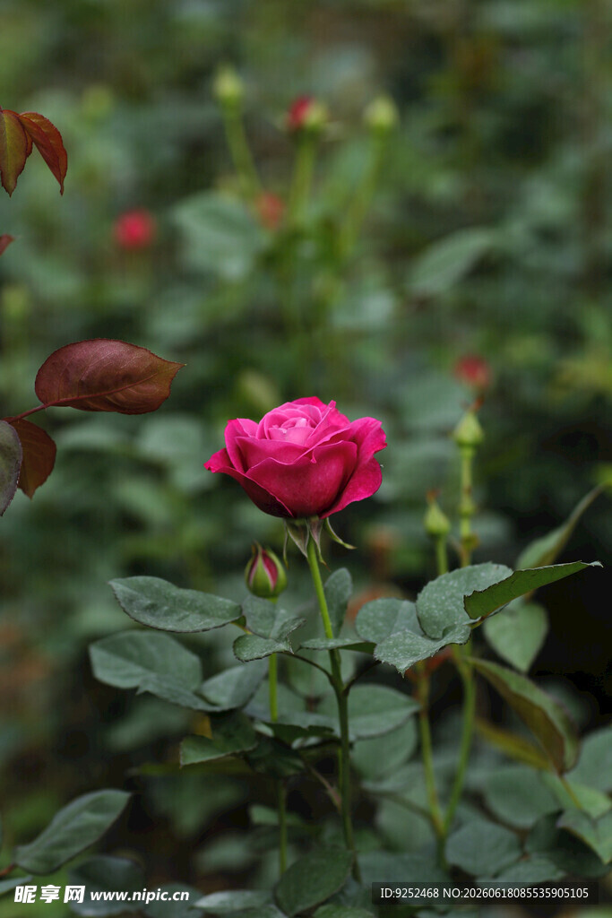  月季花