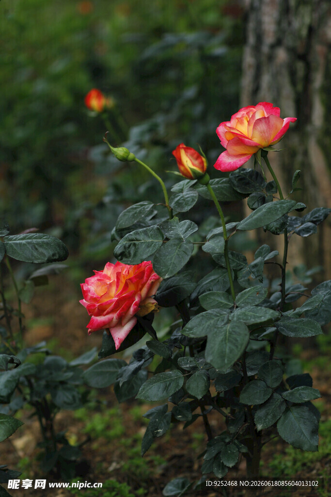  月季花