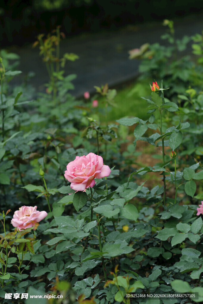  月季花