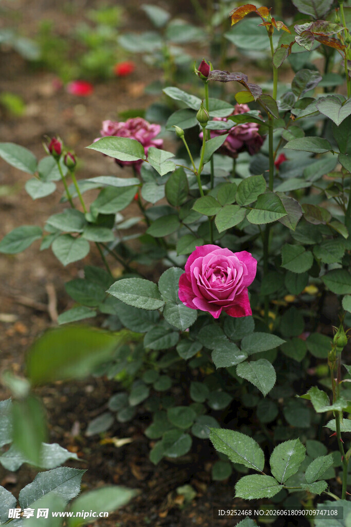  月季花