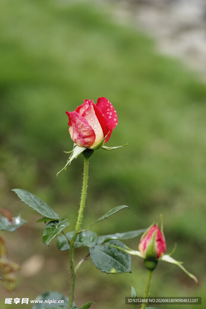 玫瑰 双色