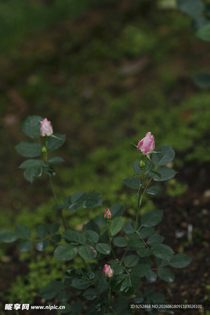  粉色玫瑰花蕾