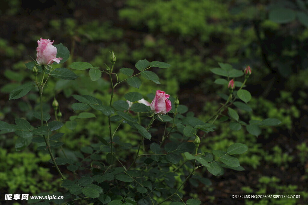 粉色 野花