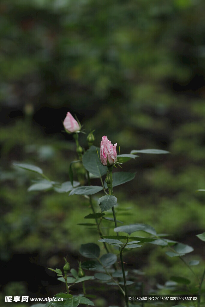 粉色小花 含苞