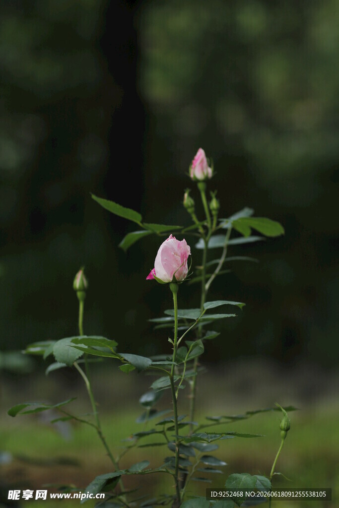 粉色花朵 含苞