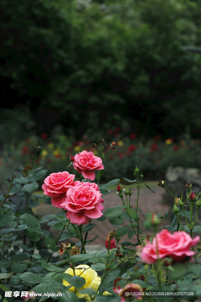 玫瑰 花园