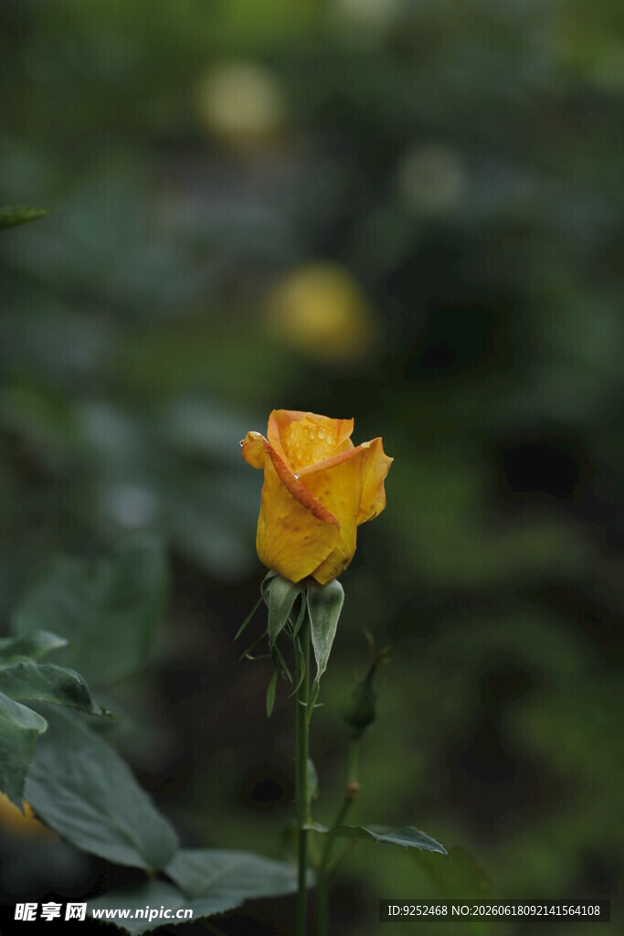 黄色玫瑰花苞 单枝