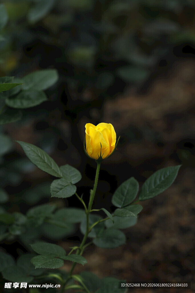 单朵 黄色小花