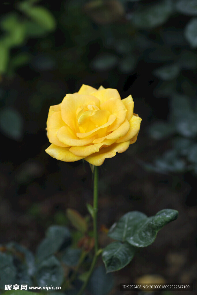  月季花
