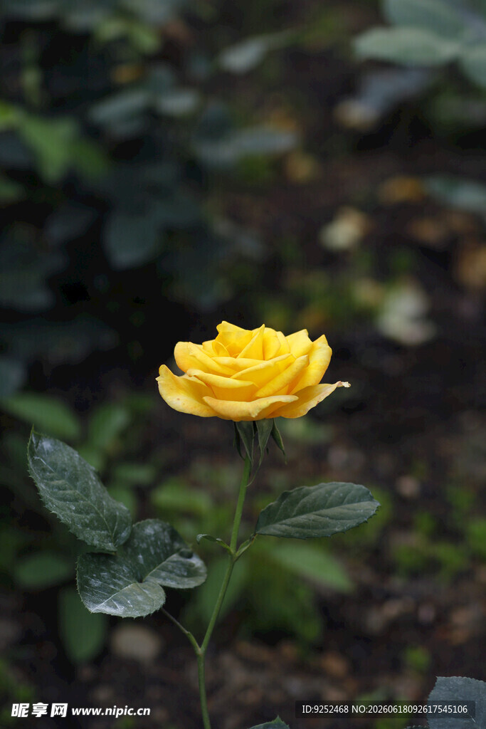  黄玫瑰