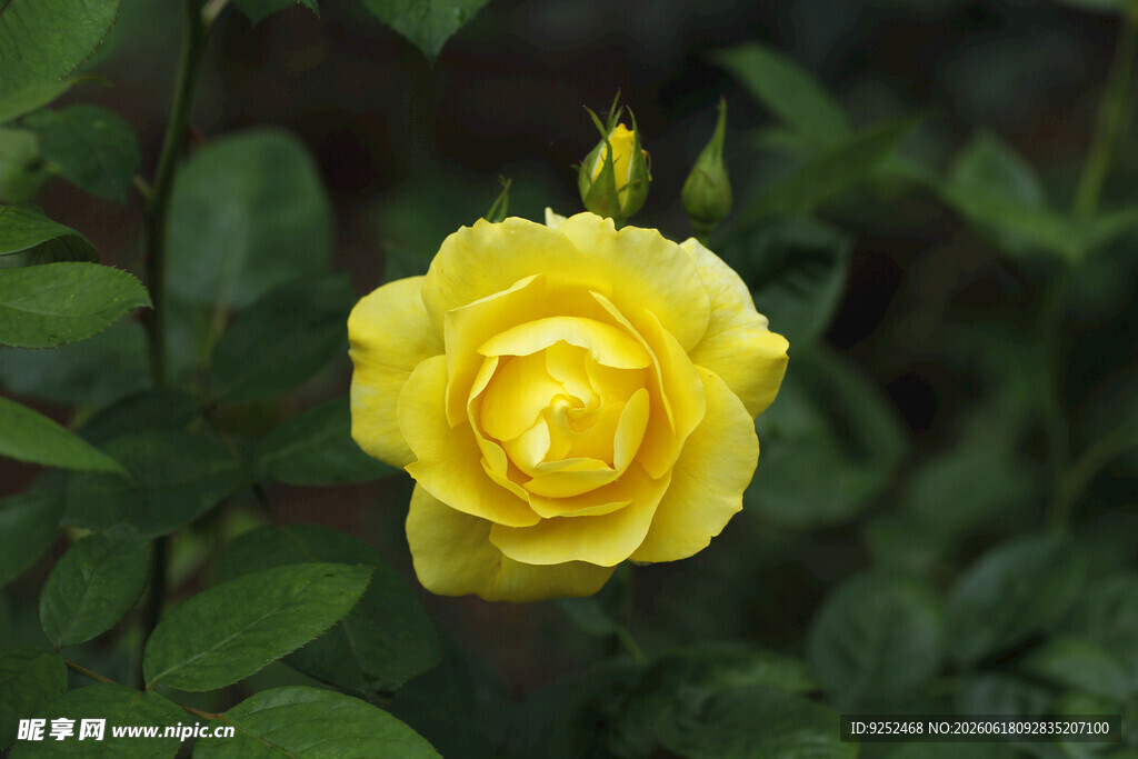 黄色 月季花