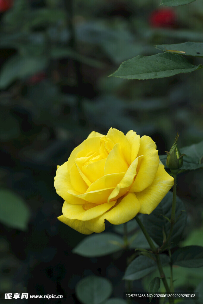 黄色 月季花
