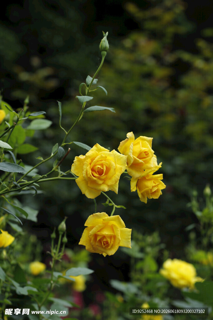 黄色 月季花