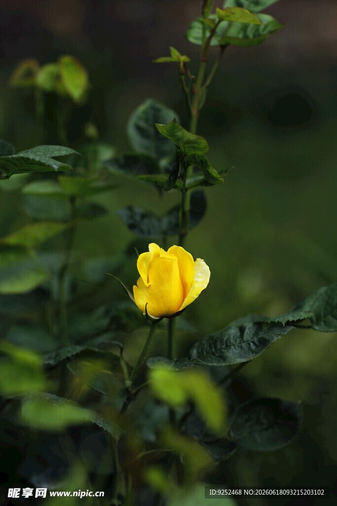  黄色小花