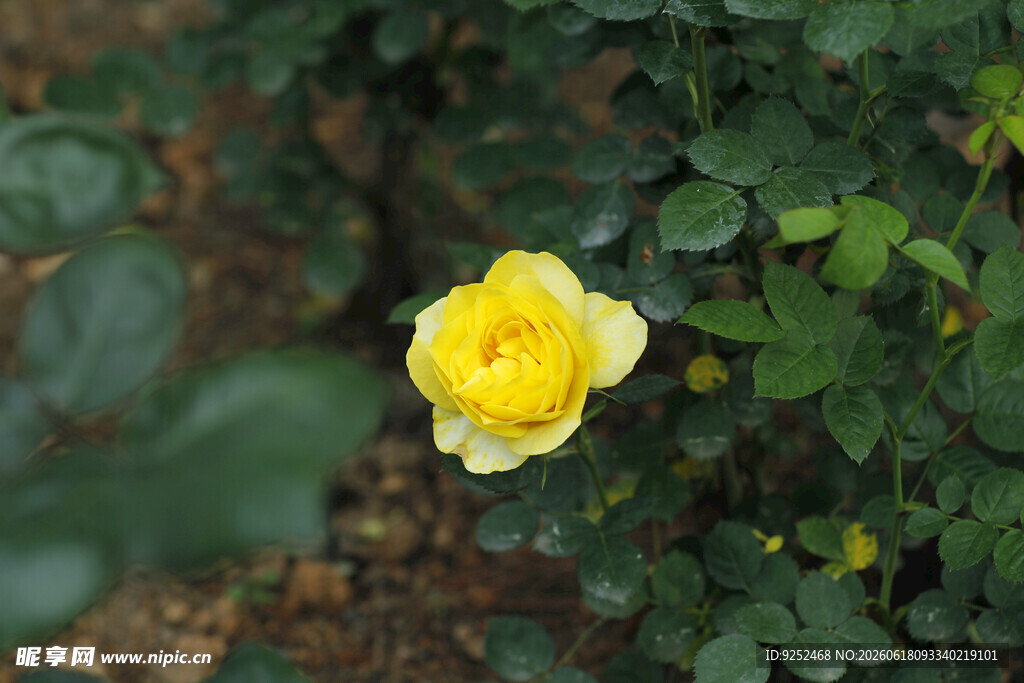 黄色 月季花