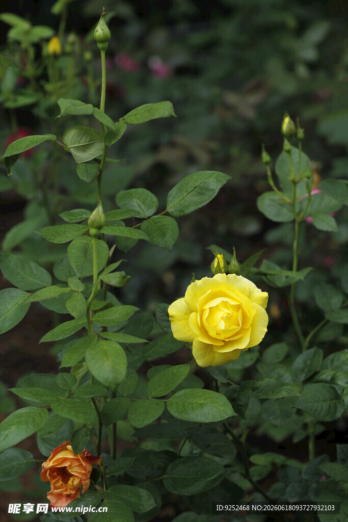 黄色 月季花