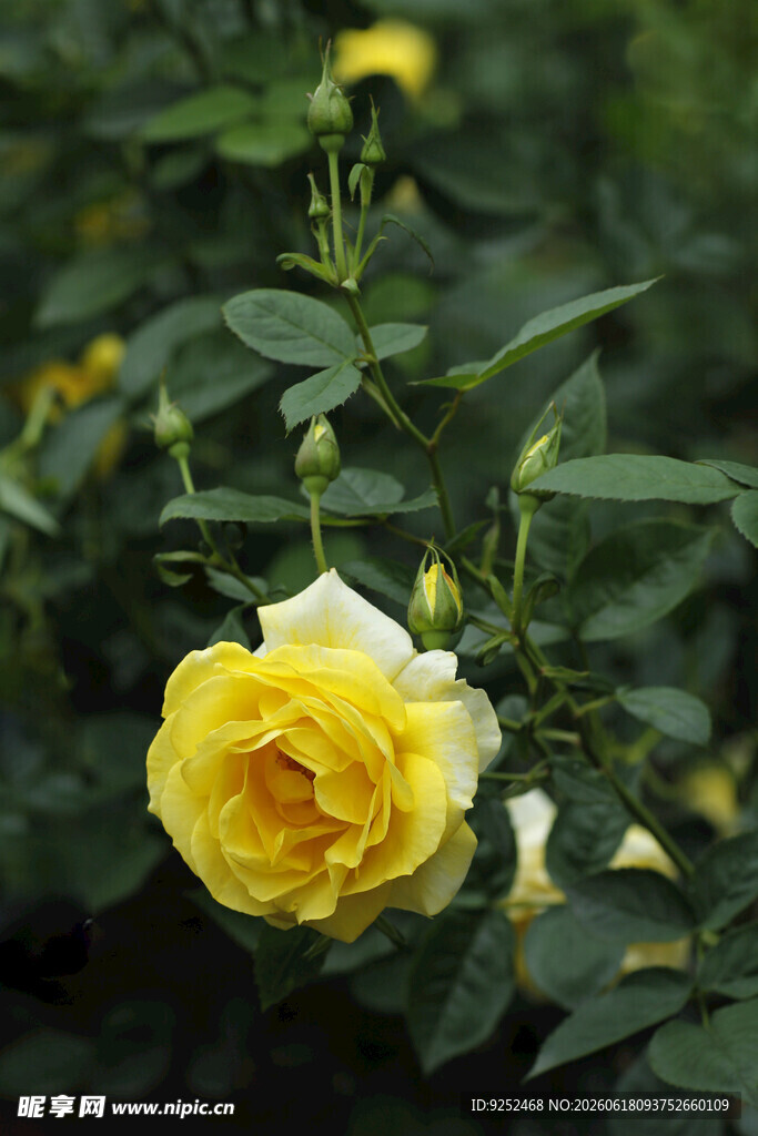  月季花