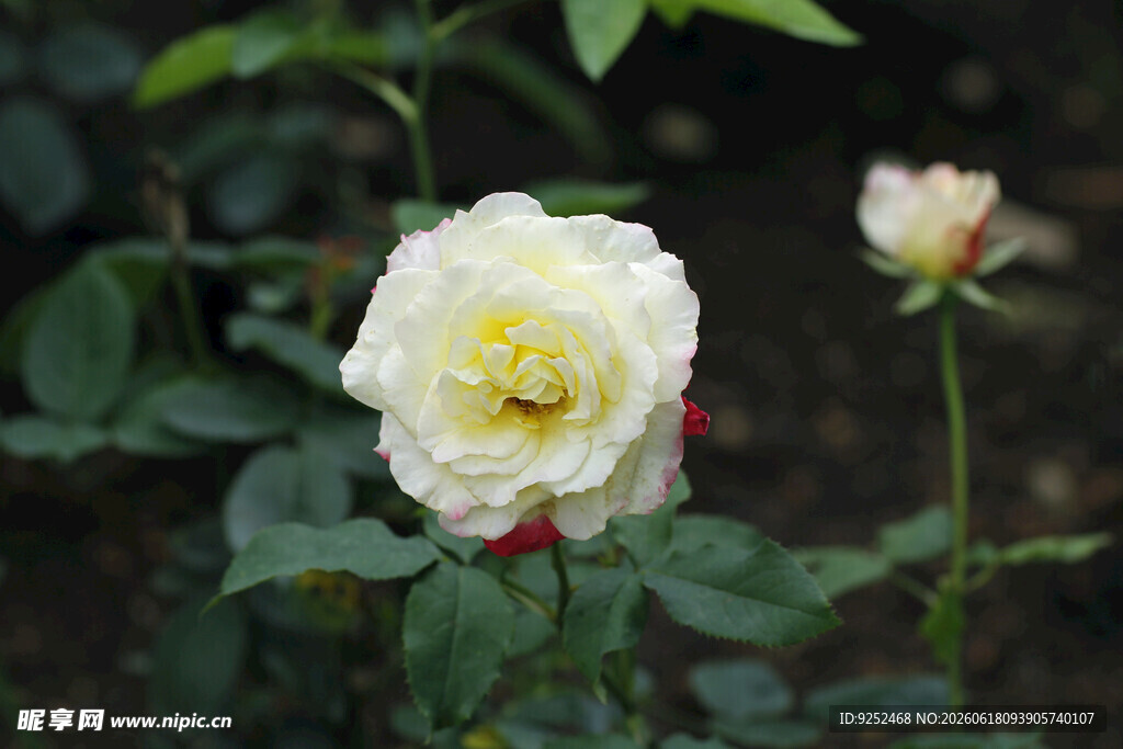白色 月季花