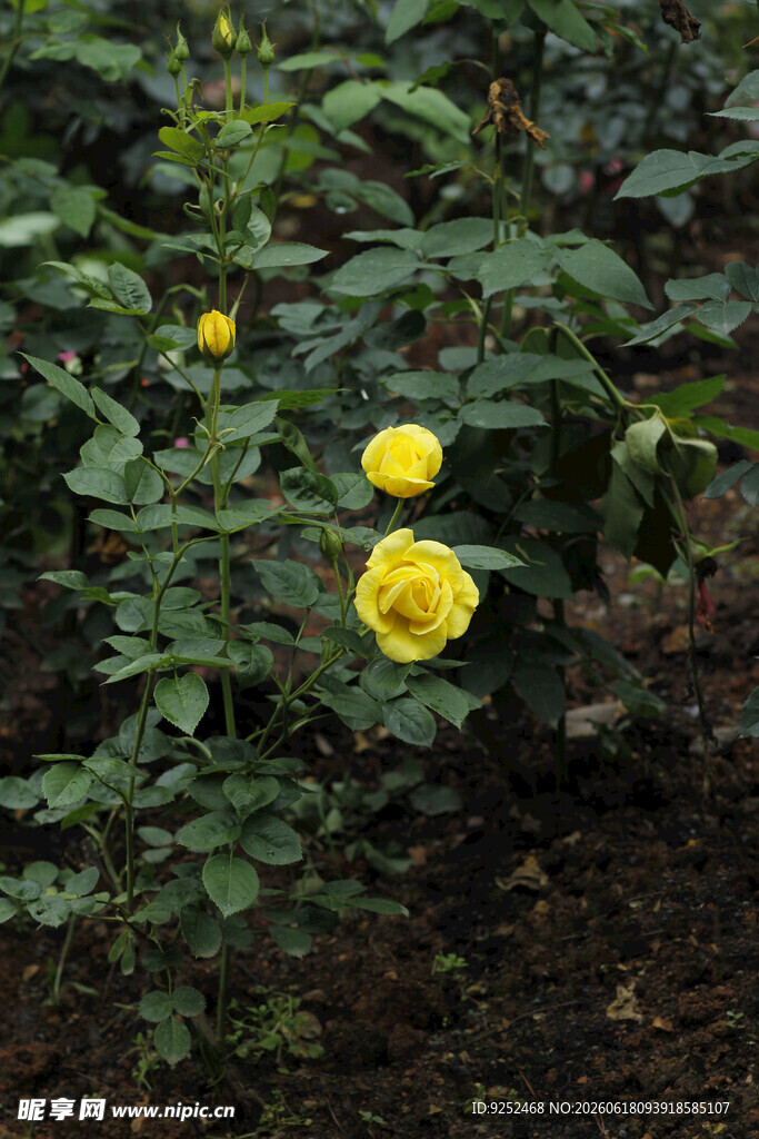  月季花